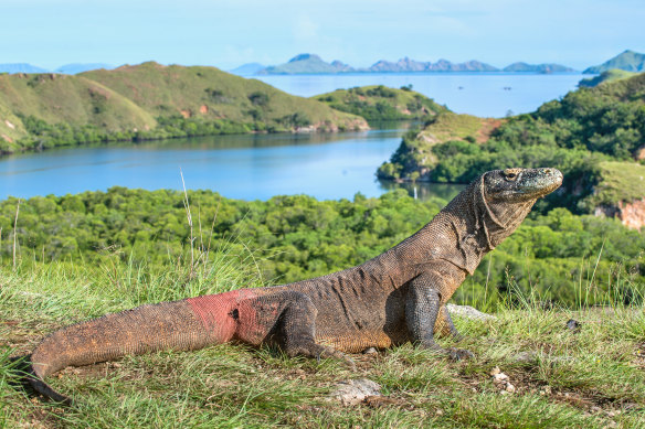 Komodo encounter. There are only about 2000 of them left.
