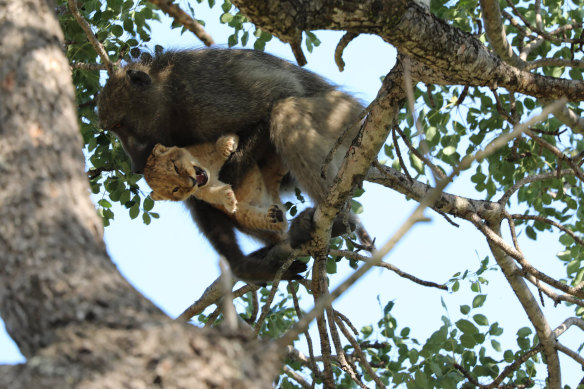 A male baboon preens a lion cub in a tree in the Kruger National Park as if it were his own.