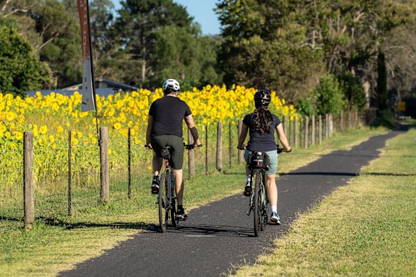 Sunflowers along the Murray to the Mountains Rail Trail.