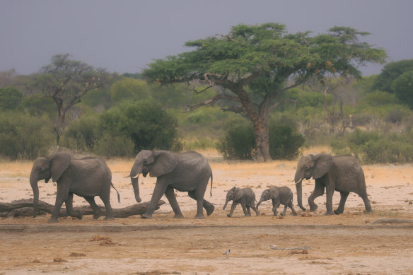 A herd of elephants makes its way through the Hwange National Park.