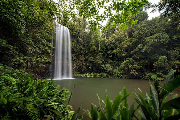 Millaa Millaa Falls.