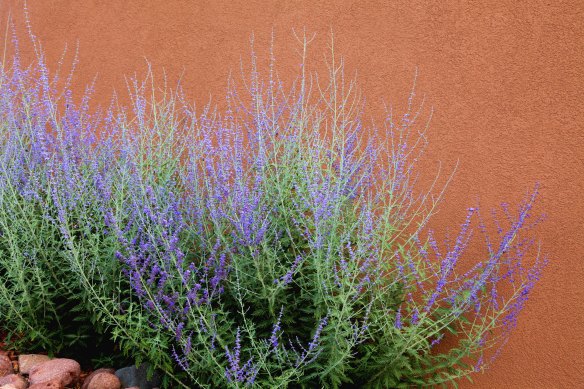 Russian sage will need extra irrigation now but by this time next year will be more resilient through hot, dry weather.