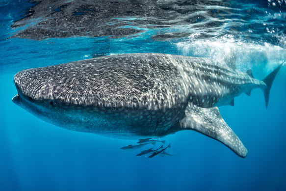 Giant of the sea… whale sharks off the coast of Mexico.