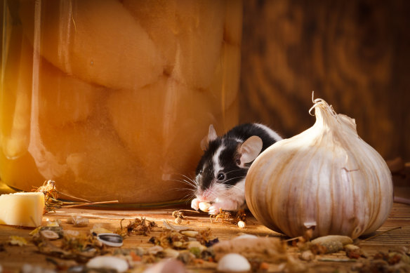 A prisoner complained about a colony of mice at Port Phillip Prison. 