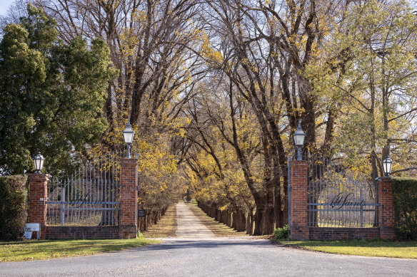 The elm-lined driveway leading to All Saints Estate in Wahgunyah. 