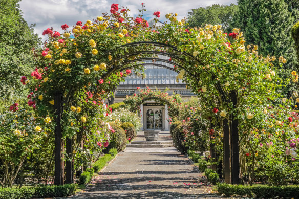 A true garden city … stroll through a rose garden in Christchurch’s Botanic Gardens.
