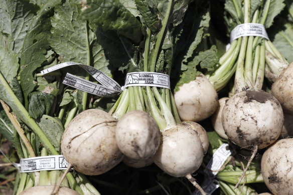 Turnips in a field after being harvested.