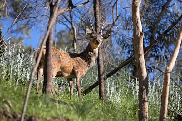 Wild red deer in the Grampians National Park.