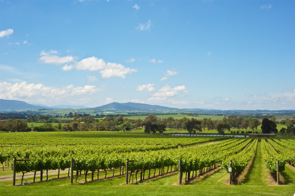 The wineries of the Yarra Valley are just 20 kilometres from Warranwood.