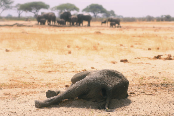 A dead elephant lays in the Hwange National Park in Zimbabwe.