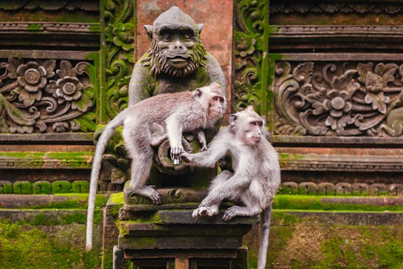 Keep your distance and avoid sudden moves or noise around monkeys when overseas.