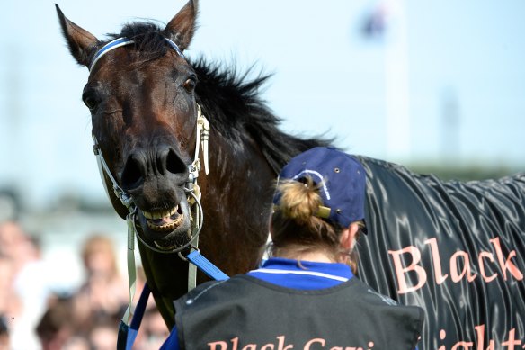 Black Caviar in 2013.