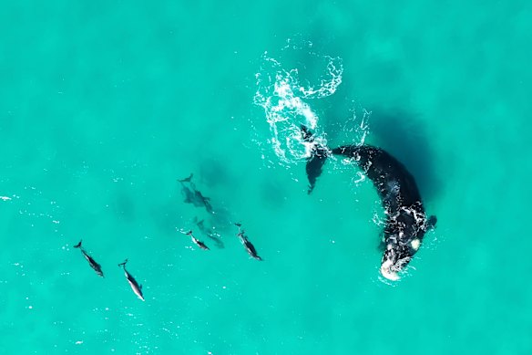 A group of bottlenose dolphins swimming alongside a southern right whale that is moving its fluke towards the dolphins in Esperance, Western Australia.