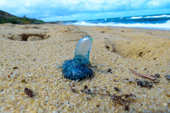 A bluebottle washed up on Sandringham beach last week.