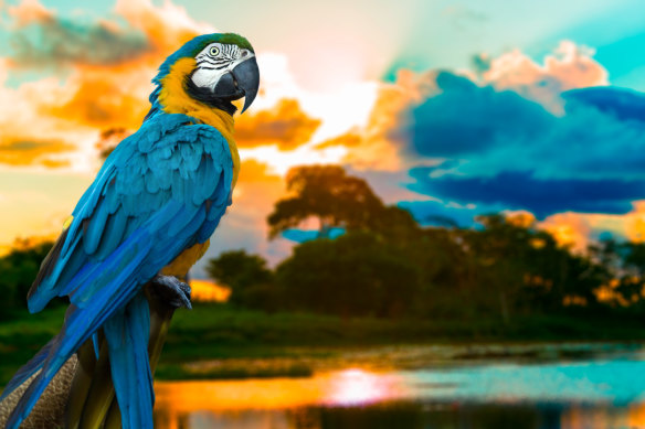 Macaws are one of more than 600 bird species residing in Brazil’s Pantanal.