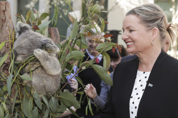 Environment Minister Sussan Ley said Australia's koala population has taken an "extraordinary hit".