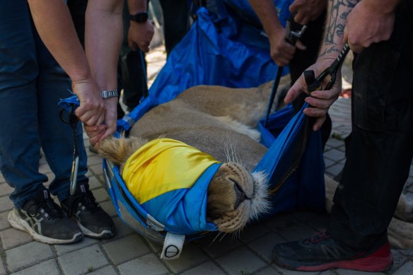 Dozed and wrapped in the colours of Ukraine, a lion is whisked out of a private zoo in Odessa last week.