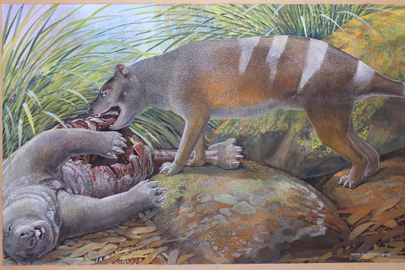 Artist’s reconstruction of Badjcinus timfaulkneri, a newly discovered relative of the Tasmanian tiger, scavenging on the carcass of a prehistoric wombat.