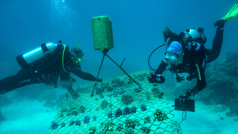 Super survivor coral and the fight to save the Great Barrier Reef