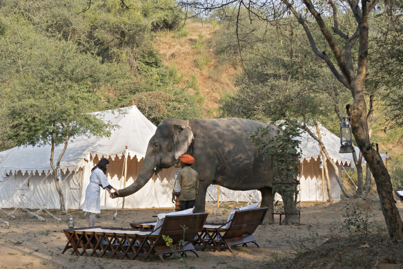 Dera Amer, a 73-hectare wilderness camp for rescue ­elephants an hour from Jaipur.