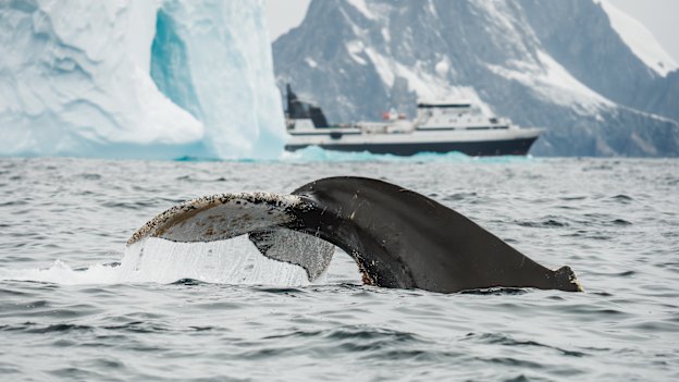 A humpback whale fluking in front of a krill trawler.