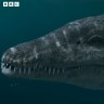 ‘T-Rex of the sea’ had a two-metre-long skull