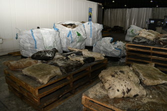 The drugs were found in 'putrid' animal skins.