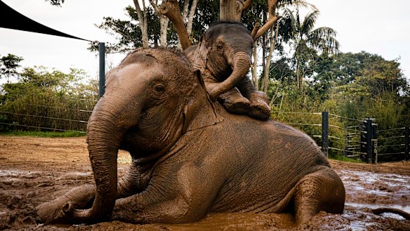 Two-year-old Jai Dee with his 27-year- old mother Pak Boon in the mud at  Taronga Zoo. 