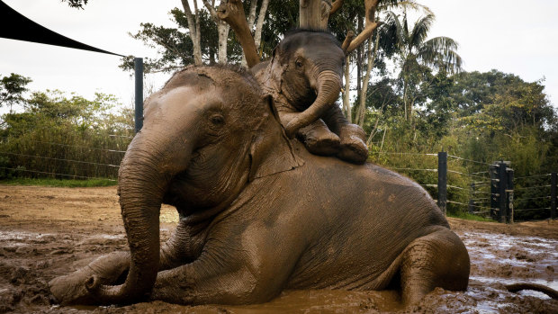 Two-year-old Jai Dee with his 27-year- old mother Pak Boon in the mud at  Taronga Zoo. 