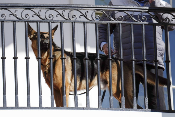 President Joe Biden’s dog Commander looks out from the balcony during a pardoning ceremony for the national Thanksgiving turkeys at the White House in Washington.