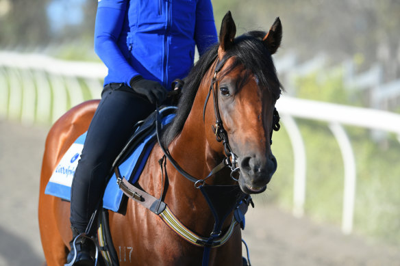Bivouac is just the latest in a long line of racetrack stars for Exceed and Excel.