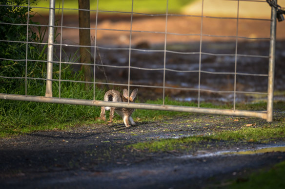 A rabbit scampering into a golf course at Phillip Island. 