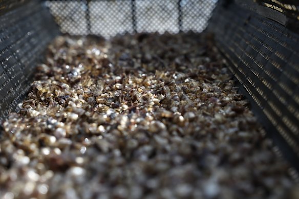 Pictured here are Yiannaros’ fresh batch of babies, which come from a hatchery in Tasmania. His giant Pacific oyster, Georgie, was from the same batch as Jill.