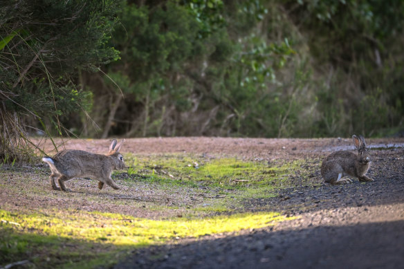 Rabbits at Surf Beach, on Phillip Island. 