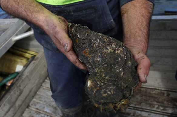 This giant Pacific oyster, Yiannaros explains, has foreign Sydney Rock Oysters and barnacles on it. They are meant to be filed down for competition at the Narooma Oyster Festival.