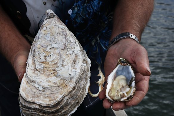 Connell’s Jill (left) compared with a regular-sized Pacific oyster from neighbour Jim Yiannaros’ farm.