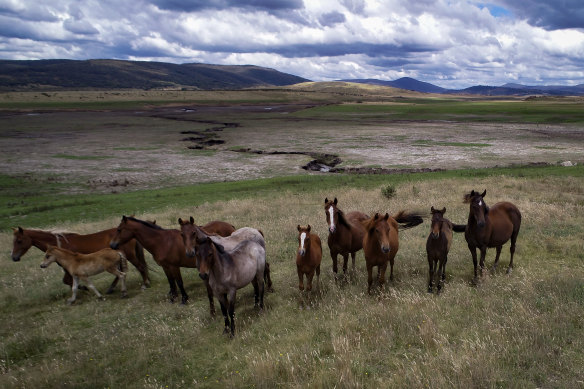 Feral horses at Currango Plain in the Kosciuszco National Park.