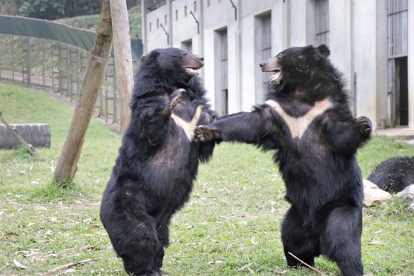 At the sanctuary, bears begin their lives all over again.