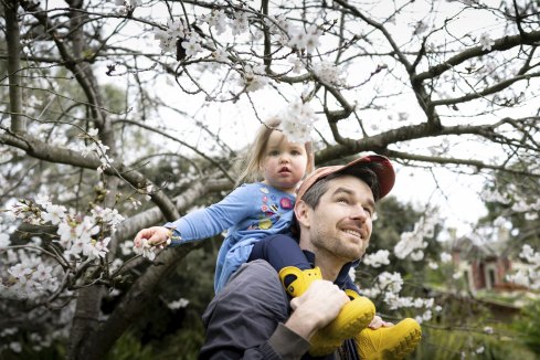 Will Barlow and daughter Isla, 2, check out the cherry blossoms in the Royal Botanic Gardens.