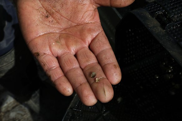 Jill, when she came to Batemans Bay from Tasmania, was 2.2mm long. Pictured here are 5mm-long baby Pacific oysters.