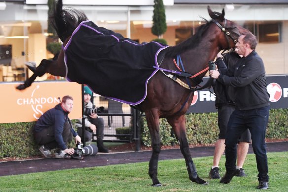 The scenes with Nature Strip were a complete contrast to Winx who lashed out during her final Rosehill workout in 2019.