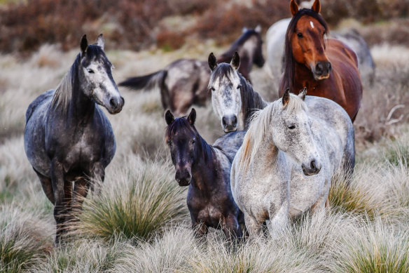 Brumbies off the Snowy Mountain highway in Kosciuszko National Park
