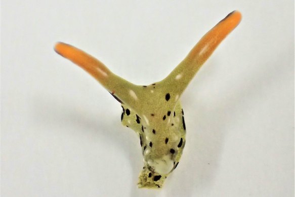The head of a Elysia cf marginata sea slug. Scientists have discovered that some Japanese sea slugs can grow whole new bodies if their heads are cut off.