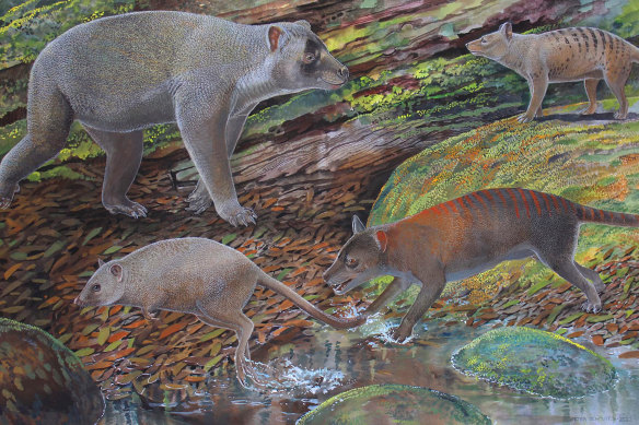 Artist’s reconstruction of thylacine ancestors Nimbacinus peterbridgei (top right) and Ngamalacinus nigelmarveni (bottom right). Also included are the unrelated animals, an Ilariid Kuterintja ngama (top left) and a macropod Gumardee springae (bottom left).