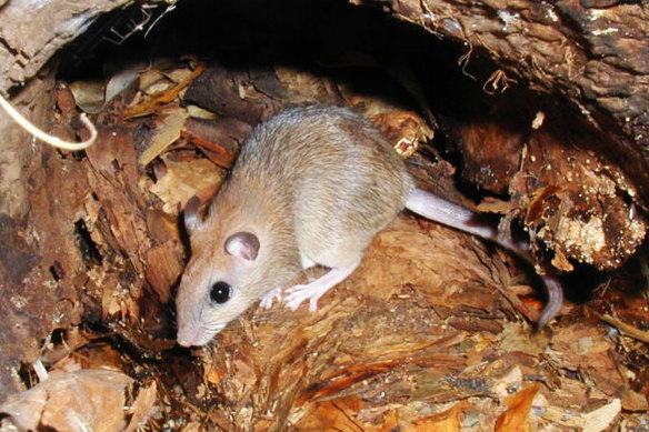 The critically endangered central rock-rat.