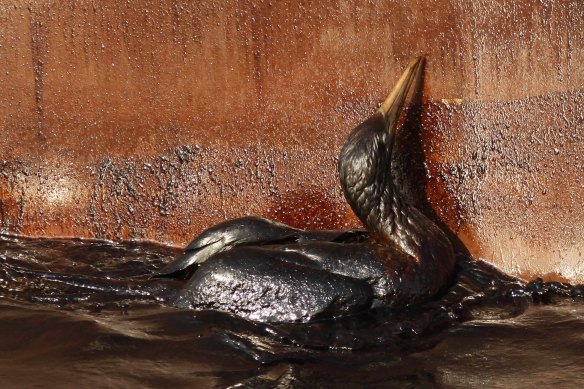 An oil-soaked bird struggles against the side of a ship at the site of the Deepwater Horizon oil spill in 2010.