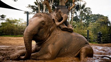 Two-year-old Jai Dee with his 27-year- old mother Pak Boon in the mud at  Taronga Zoo. 
