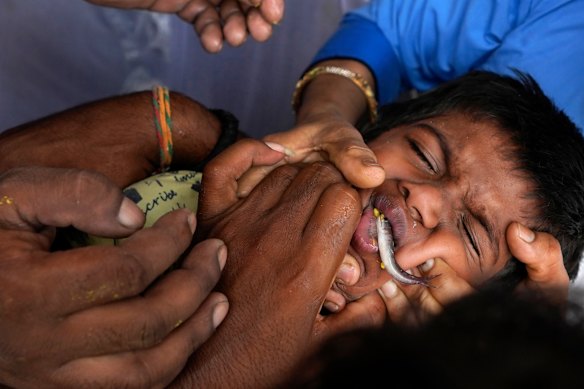 Volunteers try to open the mouth of a child suffering from asthma to administer a traditional “fish medicine”, in Hyderabad, India, Saturday, June 8, 2024. 
