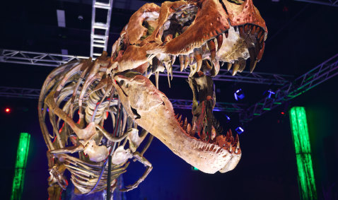 Got the holiday blues? See T-Rex bones, cuddle a cat or smash stuff