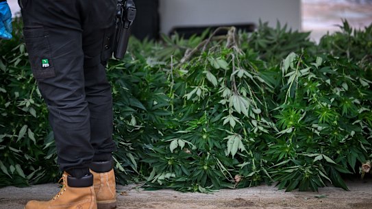 Photos taken during a police raid on a Taylors Lake “grow house” in 2023. Melbourne University economists estimate Australia’s cannabis market to be worth upwards of $5 billion annually.